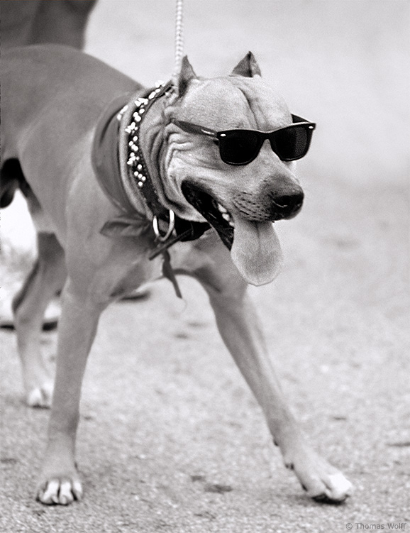 Cool dog