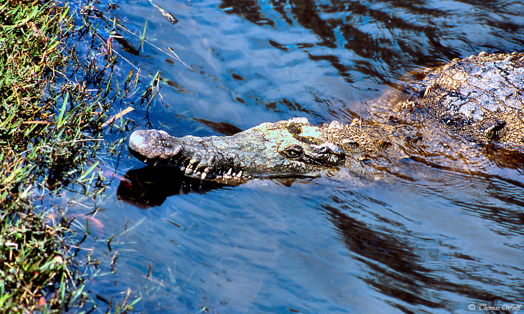 Die Herrscher der Everglades...