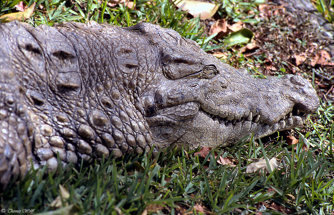 Die Herrscher der Everglades...