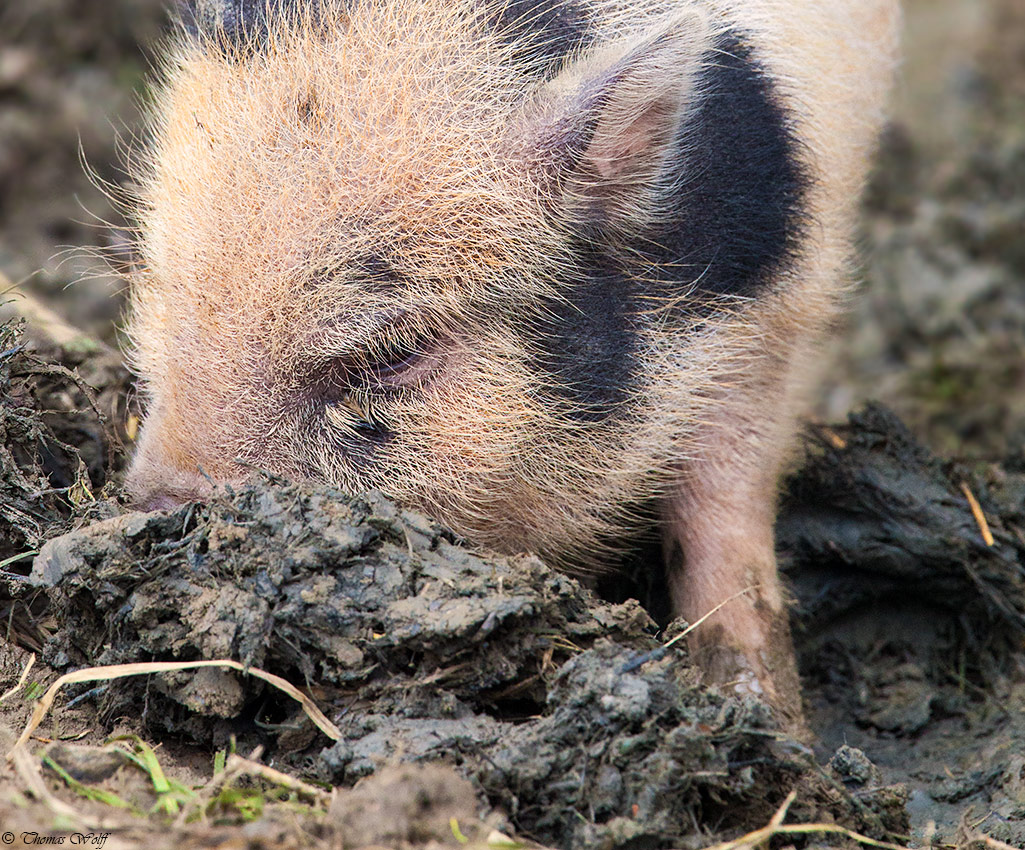 'Tis early practice only makes the truffle pig